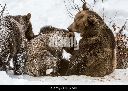 Femmina di orso bruno il lattante due 1-year-old cubs (Ursus arctos arctos) nella neve in inverno Foto Stock