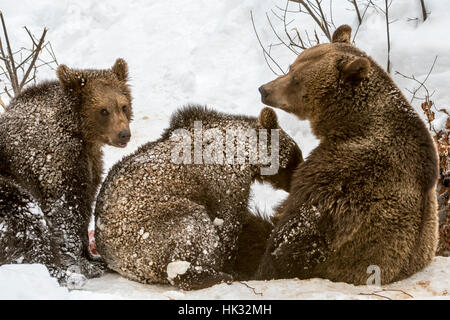 Femmina di orso bruno il lattante due 1-year-old cubs (Ursus arctos arctos) nella neve in inverno Foto Stock
