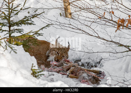 Eurasian (Lynx Lynx lynx) alimentazione su ucciso caprioli nella neve in inverno Foto Stock