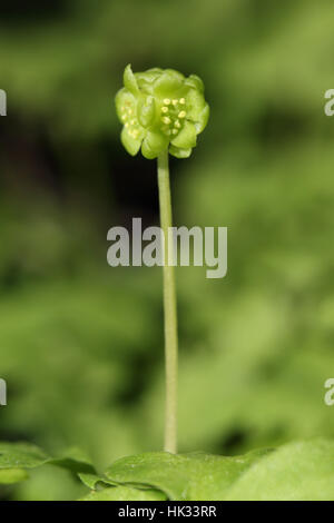 Moschatel (Adoxa moschatellina), un primo fiore di primavera fotografati da un angolo basso con uno sfondo sfocato Foto Stock