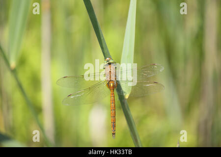 Norfolk Hawker (Aeshna isoceles), Aka green-eyed Hawker, una rara libellula del Norfolk Broads, appollaiato su un gambo reed Foto Stock