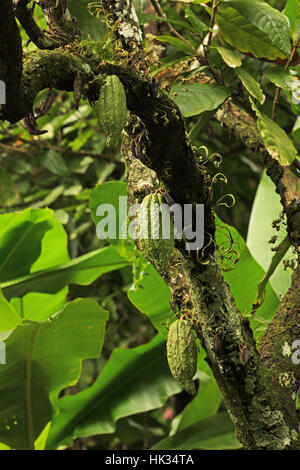 Cacao (Theobroma cacao) baccelli crescono sugli alberi Fond Doux Plantation, St Lucia, Piccole Antille Novembre Foto Stock