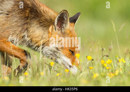 Red Fox in fiori ed erba Foto Stock