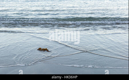 Onde sulla spiaggia di sabbia e alghe, Sennen Cove, Cornwall, Regno Unito Foto Stock