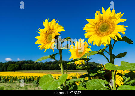 Alcune fioriture di comune girasole (Helianthus annuus) sono in piedi al di fuori di un intero campo di girasoli Foto Stock