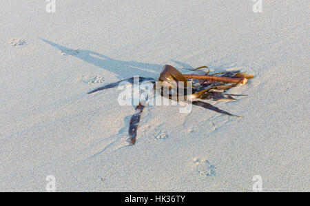 Le alghe sulla spiaggia sabbiosa con ombra, Sennen Cove, Cornwall, Regno Unito Foto Stock