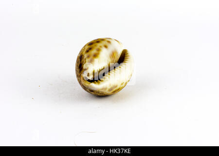 Conchiglia di mare trovato sul fondo del mare su sfondo bianco Foto Stock