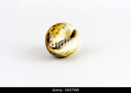 Conchiglia di mare trovato sul fondo del mare su sfondo bianco Foto Stock