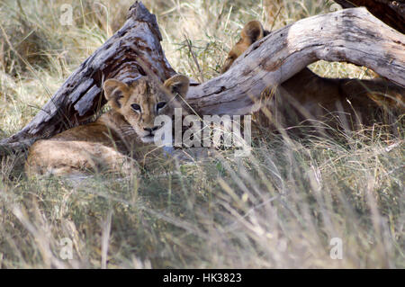 Due Cuccioli che giace sotto un albero in West Tsavo Park in Kenya Foto Stock