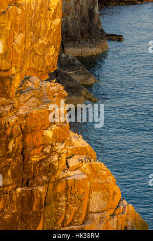 Uccelli che ruggono sulle scogliere vicino a sud stack lightthoel Santo Isola anglesey Foto Stock