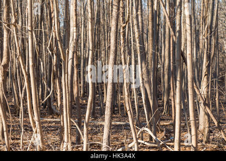 Una fitta di stand di giovani alberi decidui in inverno Foto Stock