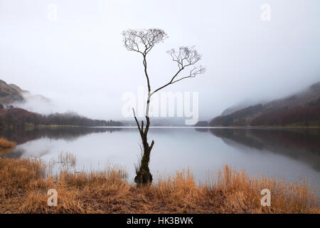 Il Buttermere "Lone Tree" in inverno, Lake District Foto Stock