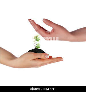 Gara piccolo germoglio verde e palm Foto Stock