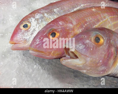 Congelate Red Tilapia pesci su ghiaccio Foto Stock