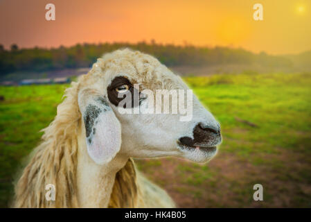 Brillen Schaf pecora faccia Twillight Tramonto Foto Stock