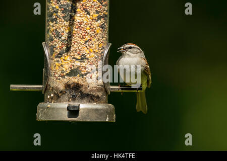 Chipping Sparrow sulle sementi alimentatore. Foto Stock