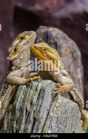 Animale, pet, rettile, lucertola, creatura, fauna selvatica, naturale, macro close-up, Foto Stock