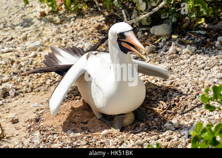 Nidificazione di Nazca Booby Isola Genovesa Galápagos Foto Stock