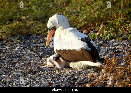 Le Galapagos Nazca Booby Nesting Isola Genovesa Foto Stock