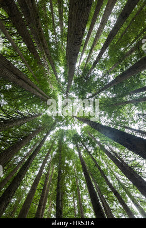 Californian Redwood Forrest, foresta di faggio, Victoria, Australia Foto Stock