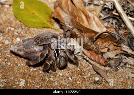 Grande granchio eremita con guscio di lumaca in habitat naturali nella foresta pluviale Nosy mangabe, il Parco nazionale del Madagascar la fauna selvatica e la natura selvaggia Foto Stock