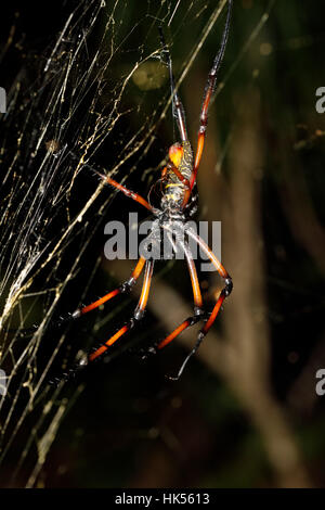 Seta dorata orb-Weaver, ragno gigante nephila sul web. Nosy mangabe, Toamasina provincia, Madagascar la fauna selvatica e la natura selvaggia Foto Stock