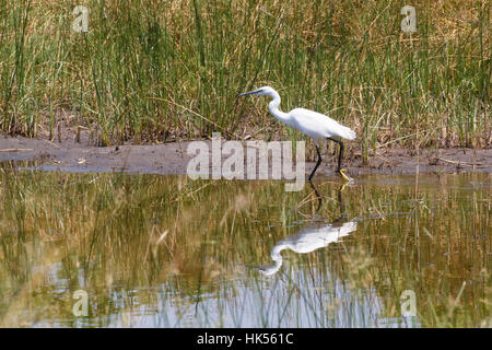 Bird Airone bianco maggiore (Ardea alba), noto anche come il comune garzetta, grandi garzetta, Moremi Game Reserve, Okavango Delta, Botswana, Africa safari e della fauna selvatica Foto Stock