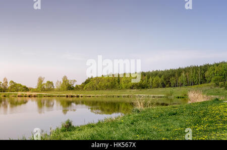 Grande lago, lungo le rive ricoperta da canneti. Sul lago ci sono pino e betulla. Una chiara giornata senza nuvole. Foto Stock