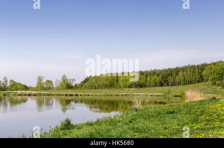 Grande lago, lungo le rive ricoperta da canneti. Sul lago ci sono pino e betulla. Una chiara giornata senza nuvole. Foto Stock