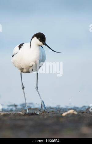 Pied avocet (Recurvirostra avosetta) sulla riva, nel Parco Nazionale del lago di Neusiedl, Seewinkel, Burgenland, Austria Foto Stock