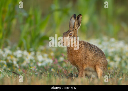 Brown lepre (Lepus europaeus), alert, seduti in un maedow, Suffolk, Regno Unito Foto Stock