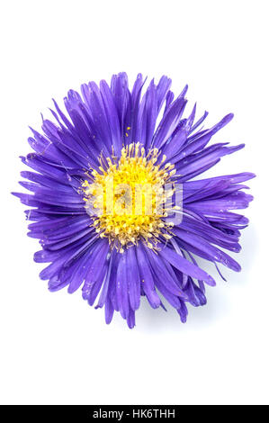 Aster isolati su sfondo bianco Foto Stock