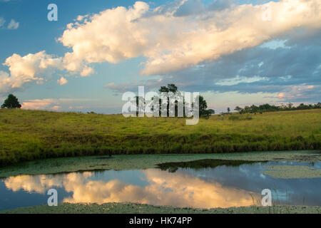 Il cloud riflessioni in una lilypond nel tardo pomeriggio, altopiano di Atherton, Queensland, Australia Foto Stock