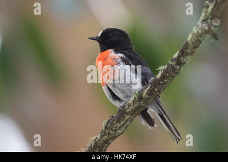 Voce maschile Scarlet Robin (Petroica boodang) Foto Stock