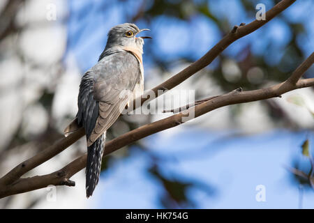 Fan-tailed cuculo (Cacomantis flabelliformis) cantare Foto Stock