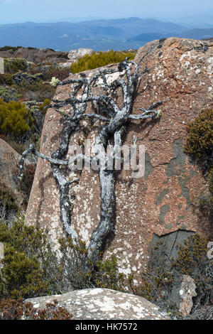 Resti scheletrici di un albero che è stato crescere il lato al riparo di una roccia, Monte Wellington, Tasmania, Australia Foto Stock