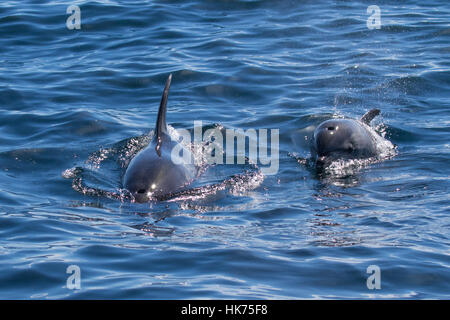 Coppia di forma oceaniche di comune tursiope (Tursiops truncatus) Foto Stock