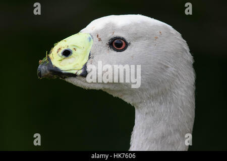 Colpo di testa di un capo sterile (Oca Cereopsis novaehollandiae) Foto Stock