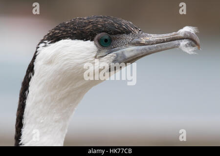 Colpo di testa di un nero di fronte cormorano (Phalacrocorax fuscescens) Foto Stock