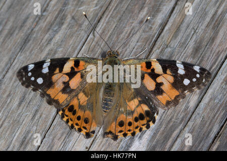 Dipinto di Lady (Vanessa cardui) crogiolarvi al sole su una tavola di legno Tavolo picnic Foto Stock