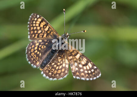 Glanville Fritillary (Melitaea cinxia) farfalla Foto Stock