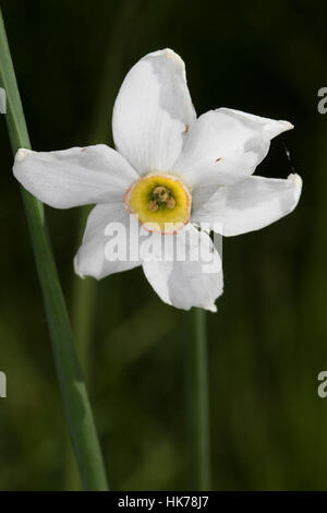 Il fagiano-eye (Narcissus poeticus) fiore Foto Stock