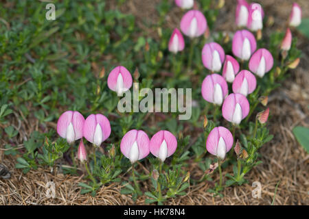 Ononide comune (Ononis repens) Fiori Foto Stock