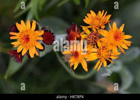 Fox-e-cubs (Hieracium aurantiacum) fiore Foto Stock