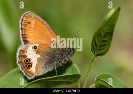 La brughiera di perla (Coenonympha arcania) farfalla in appoggio su una foglia Foto Stock