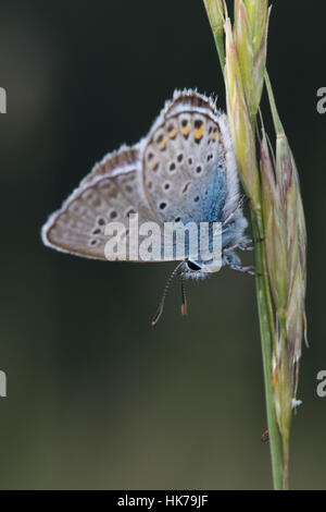 Idas blu (Plebejus idas) farfalla appoggiato su un gambo di erba Foto Stock