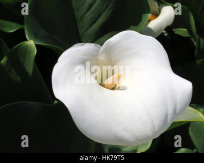 White calla - zantedeschia aethiopica childsiana Foto Stock