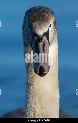 Colpo di testa di un immaturo del Cigno (Cygnus olor) Foto Stock