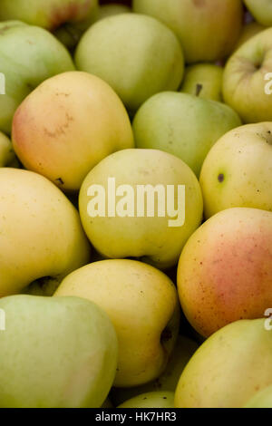 Malus domestica " Ozark Gold'. Raccolte le mele. Foto Stock