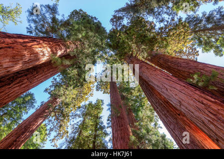 Sequoia gigante alberi di Sequoia National Park, California Foto Stock